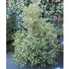 Osmanthus, variegated holly-leaf