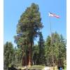 Sequoia, giant