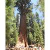 Sequoia, giant