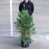 Sequoia, giant
