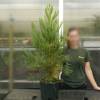 Sequoia, giant
