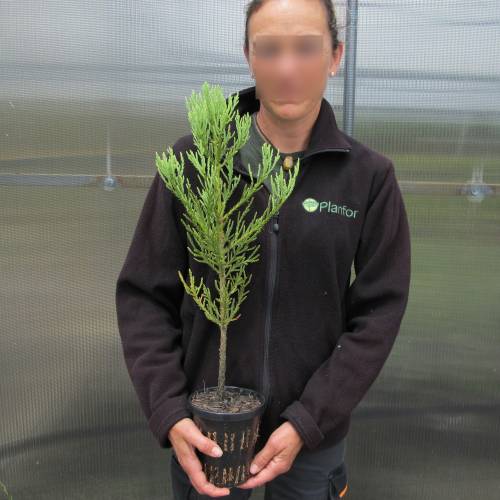 planting a sequoia
