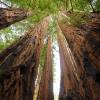 Redwood, coast