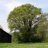 Oak, Turkey