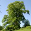 Oak, Turkey