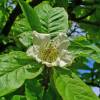 Medlar, common