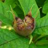 Medlar, common