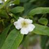 Medlar, common