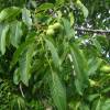 Walnut, common