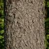 Service tree, wild