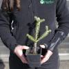 Fir, Korean