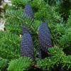 Fir, Korean