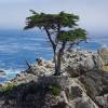 Cypress, Monterey