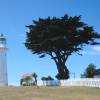 Cypress, Monterey