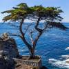 Cypress, Monterey