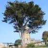 Cypress, Monterey