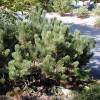 Pine, dwarf mugo mughus