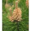 Pine, dwarf mugo mughus