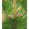 Pine, dwarf mugo mughus