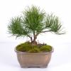 Pine, dwarf mugo mughus