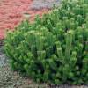 Pine, dwarf mugo mughus