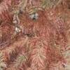 Cypress, bald