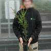 Yew, common