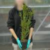 Yew, common
