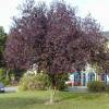 Purple Leaved Plum Tree