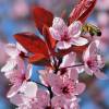 Purple Leaved Plum Tree