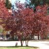 Purple Leaved Plum Tree