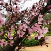 Purple Leaved Plum Tree