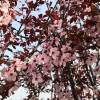 Purple Leaved Plum Tree