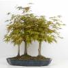 Maple, Japanese