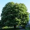 Horse-Chestnut, common