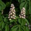 Horse-Chestnut, common