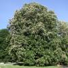 Horse-Chestnut, common