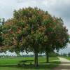 Horse-Chestnut, red