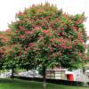 Horse-Chestnut, red