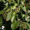 Alder, italian