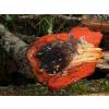 Alder, red