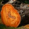 Alder, red