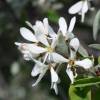 Amelanchier