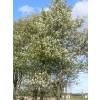 Amelanchier