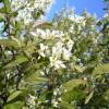 Amelanchier