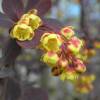 Barberry, red Japanese