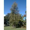 Birch, Silver