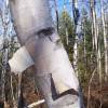 Birch, paper