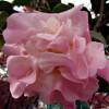 Camellia High Fragrance