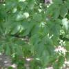 Hornbeam